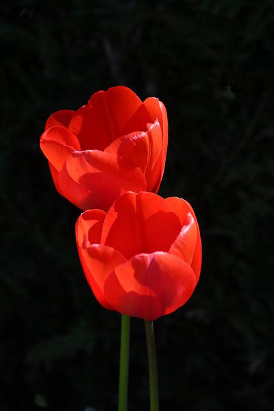 Rouge / Rouge par Henk de Boer