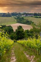 Weinberge in der Toskana
