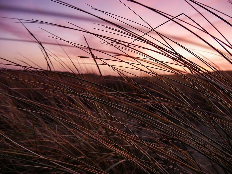 Texeler Dünen von Jasper van der Vos