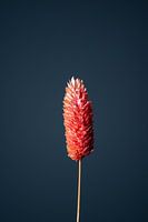 Red dried flower