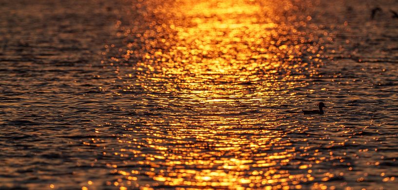 Sonnenuntergang auf dem Nieuwe Driemanspolder. von Jaap van den Berg