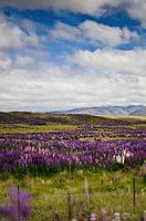 Purple Lupin in Arthurs Pass, New Zealand