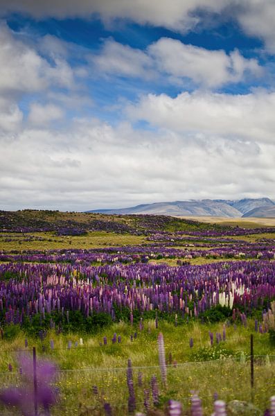 Purple Lupin in Arthurs Pass, New Zealand by RB-Photography