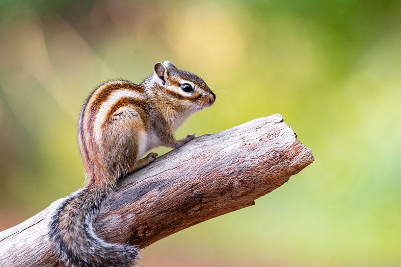 Porträt eines Eichhörnchens von Evelien Oerlemans