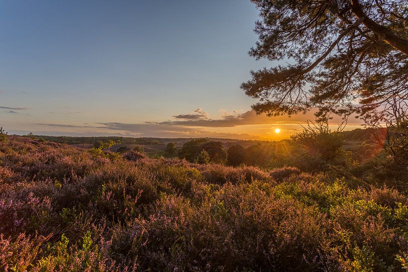 Zonsondergang en paarse heide op de Posbank in Rheden par Stefan van der Wijst