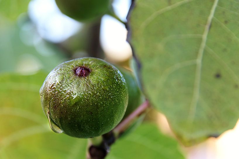 Beautiful fresh fig ready... by Natasja De lannooy
