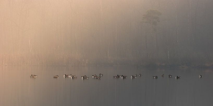 Schlafende Entenküken von Esmeralda holman