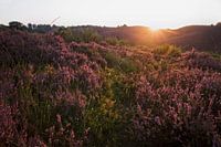 Paarse gloed - De Posbank