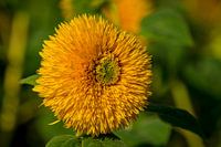 Flower, yellow against greenish-yellow background