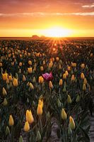 Golden yellow sunrise