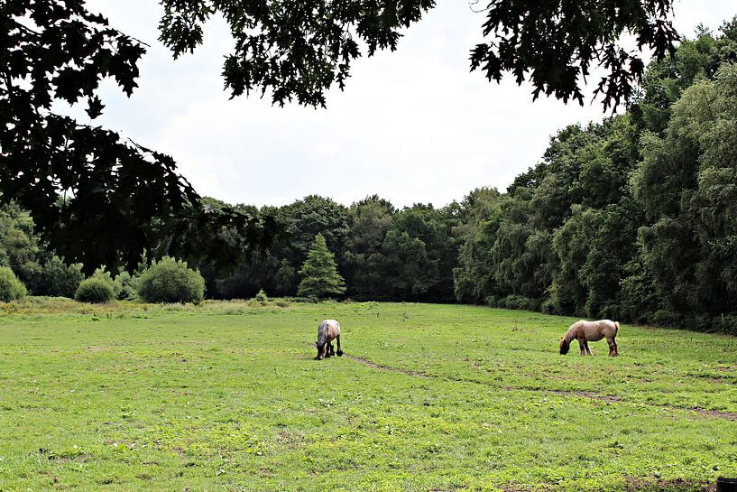 Belgische Paarden in de wei von Alex Hilligehekken, verhalen verteller met foto's