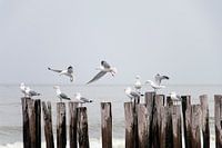 Möwen auf hölzernen Wellenbrechern