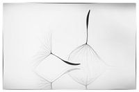 Flusen in schwarz-weis