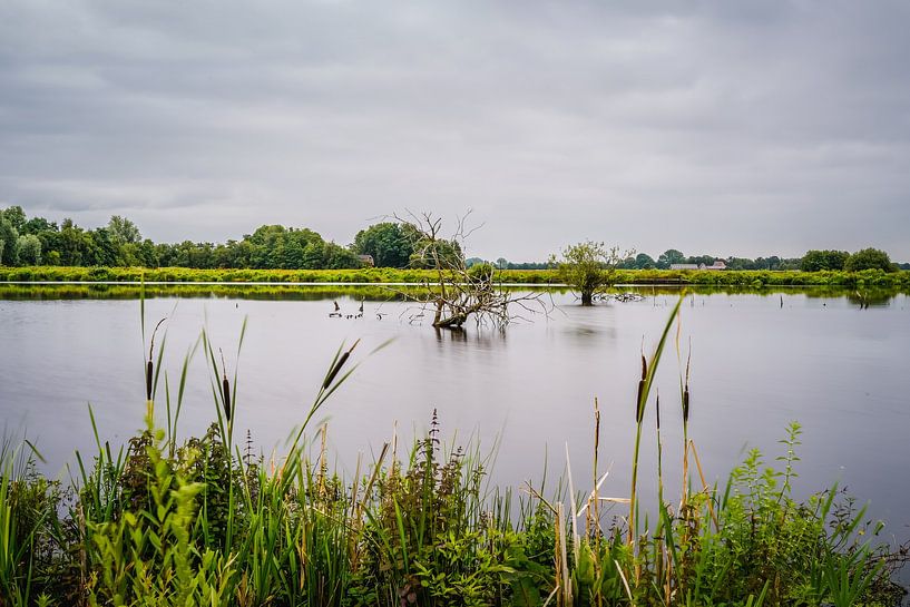 Die beschauliche friesische Natur von Tina Linssen