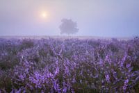 HazLever de soleil brumeux : un paysage tranquille de bruyère et de solitude