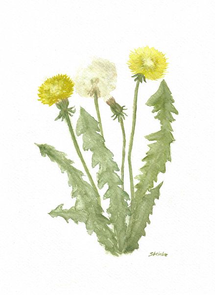 Löwenzahn von Sandra Steinke