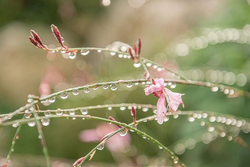 Schimmernder Tau von Ellis Peeters
