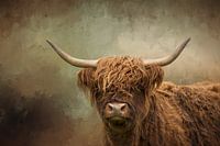 Scottish Highland Cow