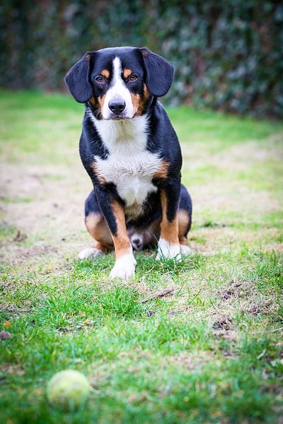 Miko, onze -jarige Entlebucher Sennenhond von Sven Olaerts