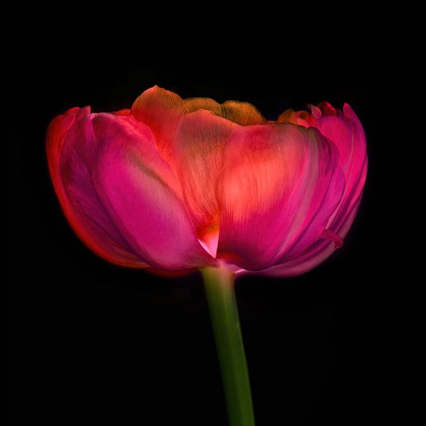Tulip rose red by Klaartje Majoor