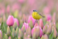 Schafstelze in einem Tulpenfeld