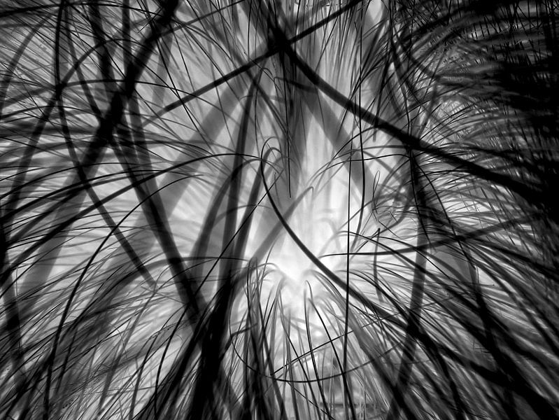 Interwoven blades of grass in a different light - black by mekke