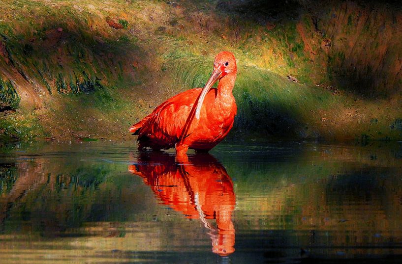 L'ibis rouge par Maickel Dedeken