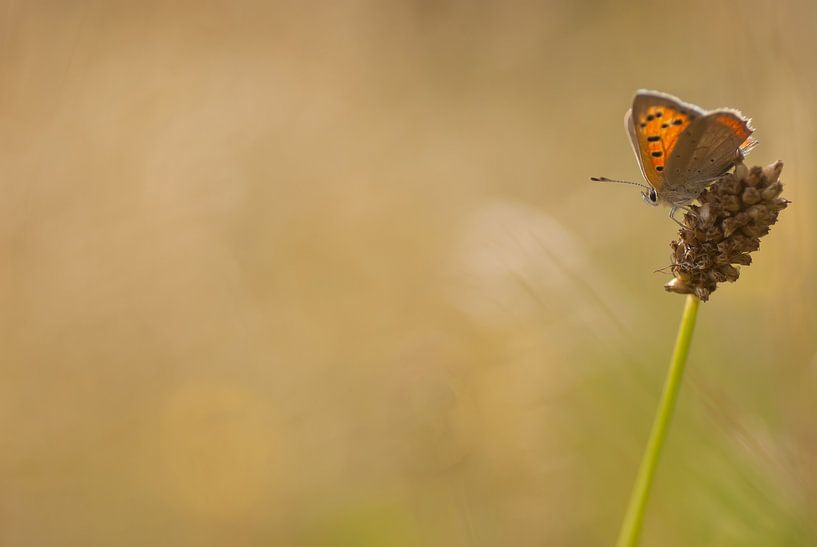 Minimalismus...  von Bas Mandos