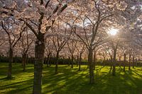 Les Japonais s'épanouissent dans l'Amsterdamse Bos.