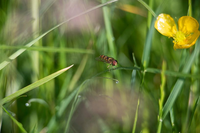 The world at hand by Roland de Zeeuw