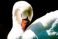 Schwan poliert Federn