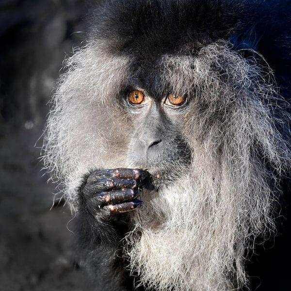 baardaap von Eveline Lenderink