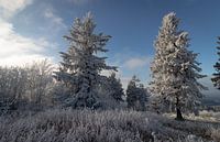 Großer Feldberg mit Frost