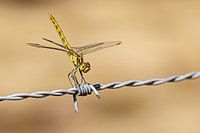Libelle auf Stacheldraht