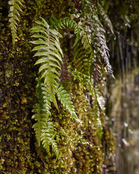 Farne und Moos von Keith Wilson Photography
