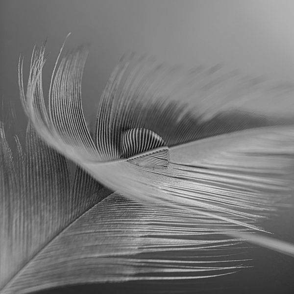 Stilleven in zwart-wit (grijstinten): Een druppel op een veertje van Marjolijn van den Berg