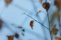 Last leaves 1