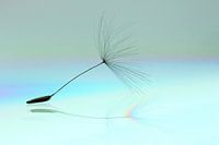 Paardenbloem pluis/ Dandelion