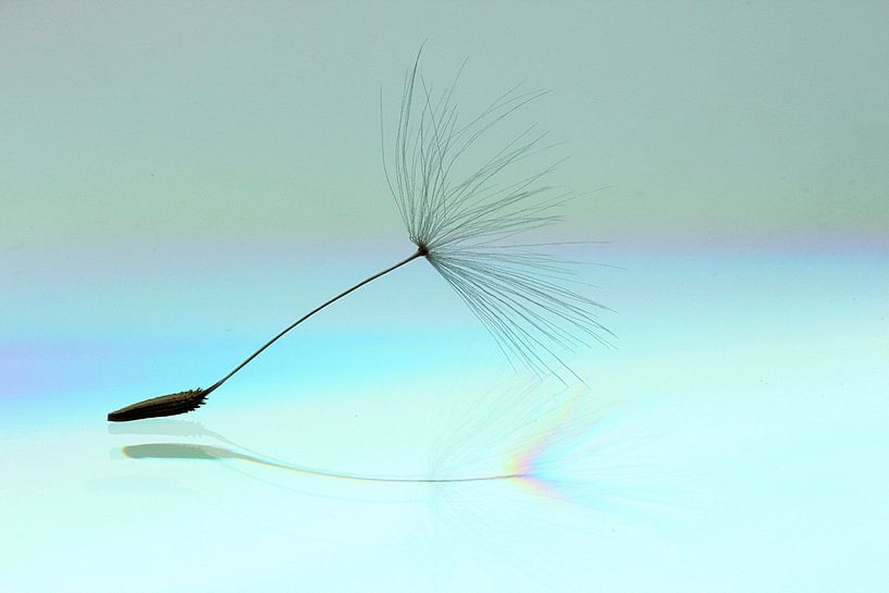 Paardenbloem pluis/ Dandelion von Marijke van Noort