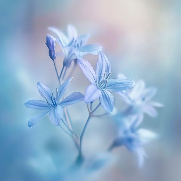 Blaue Blütenpracht von Poster Art Shop