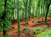 Sources de l'Yonne 16