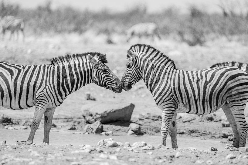 African zebras in Etosha National Park in Namibia, Africa by Patrick Groß