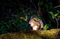 Junges rotes Eichhörnchen im Morgenlicht