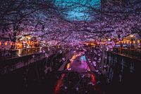 Des cerisiers en fleurs dans un Tokyo nocturne