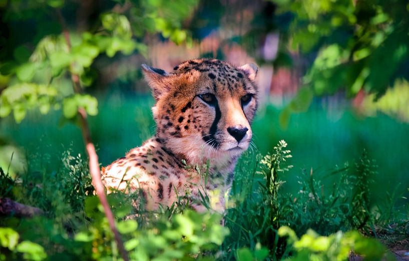 _DSC5760 by Bart Verdijk