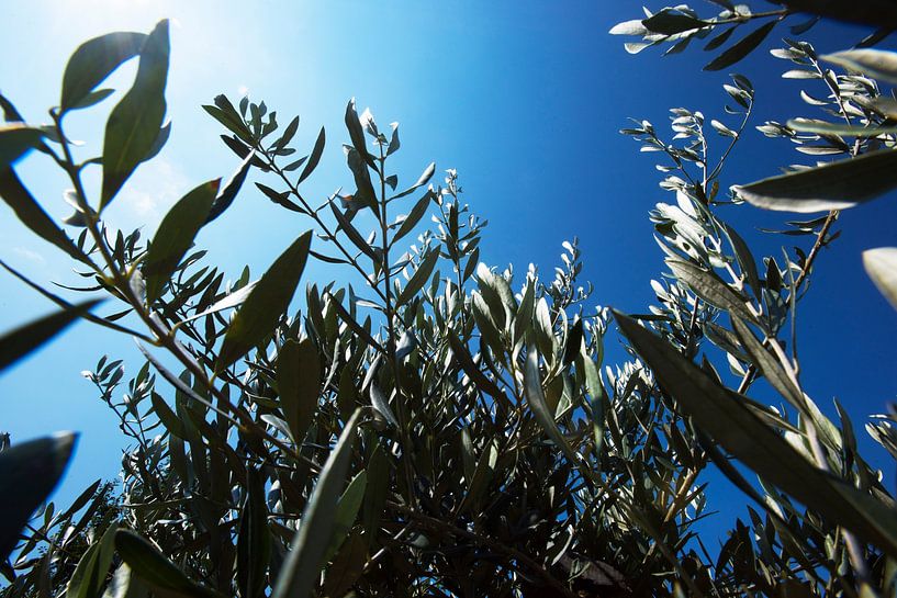Olivenbaum von Blond Beeld