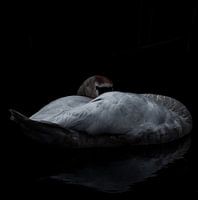 Schlafende Schönheit