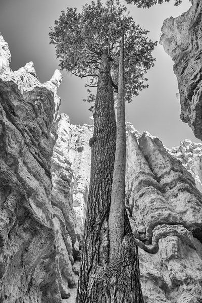 Bryce Canyon National Park by Loek van de Loo