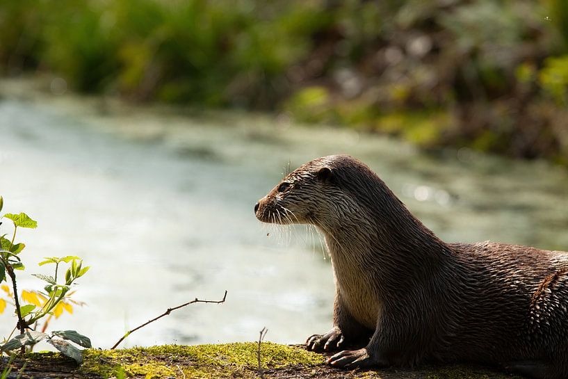 Otter von Corrie Post