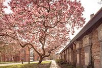 Blühende Magnolien: Frühling in der historischen Innenstadt von Brügge - City Nature Photography